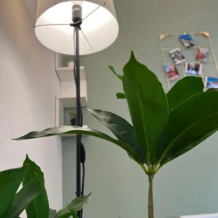 Under The Pine Apartment Belgrad