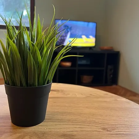 Under The Pine Belgrad