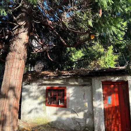 Apartment Under The Pine Belgrad