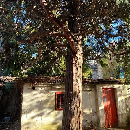 Under The Pine